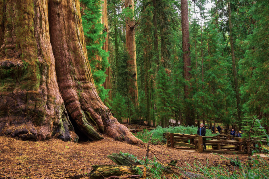 California Red Wood Tree