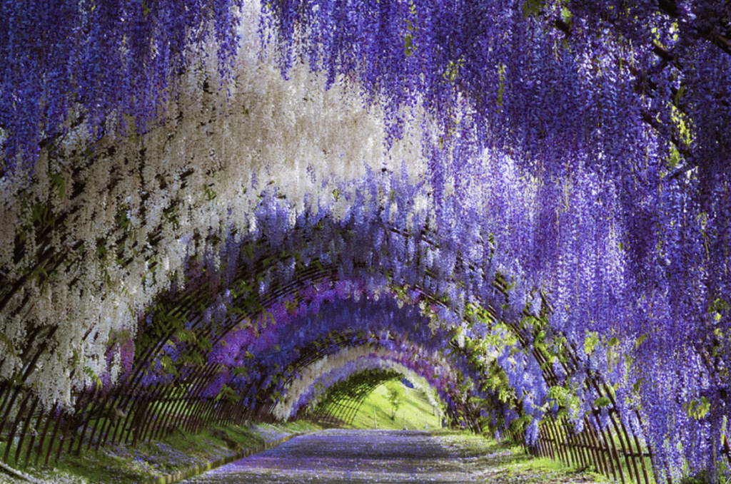 View of Purple flowers in Wisteria Tunnel
